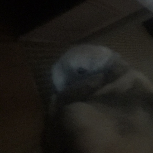 Meet your Posher, Zohra - Picture 1 of 1